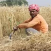 https://www.needpix.com/photo/378294/wheat-fields-punjab-patiala-men-farmer-india-people-field-labor