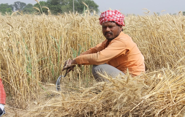 https://www.needpix.com/photo/378294/wheat-fields-punjab-patiala-men-farmer-india-people-field-labor